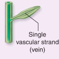 VASCULAR PLANTS NON SEED Flashcards Quizlet