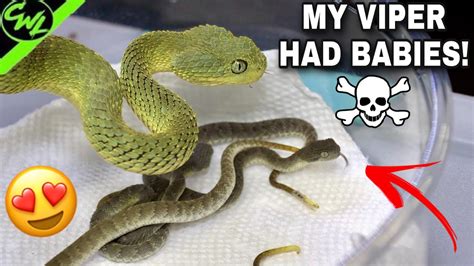 My Bush Viper Had Babies Youtube