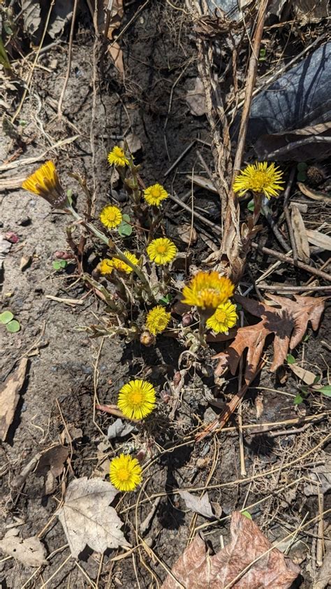 Colt S Foot From Ulster Park Ny Usa On March At