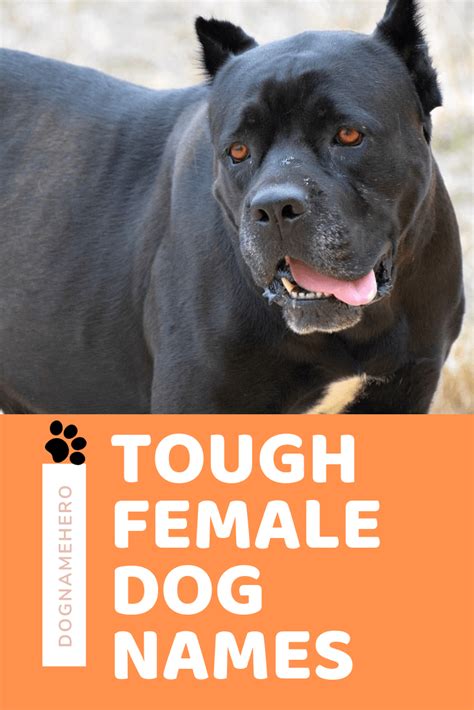 170+ Tough Female and Male Names For Dogs