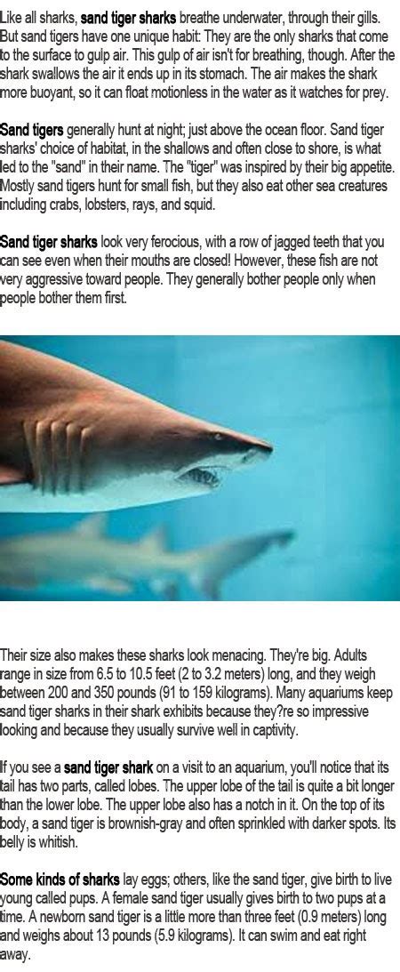 Tiger shark facts for kids | Childhood Education