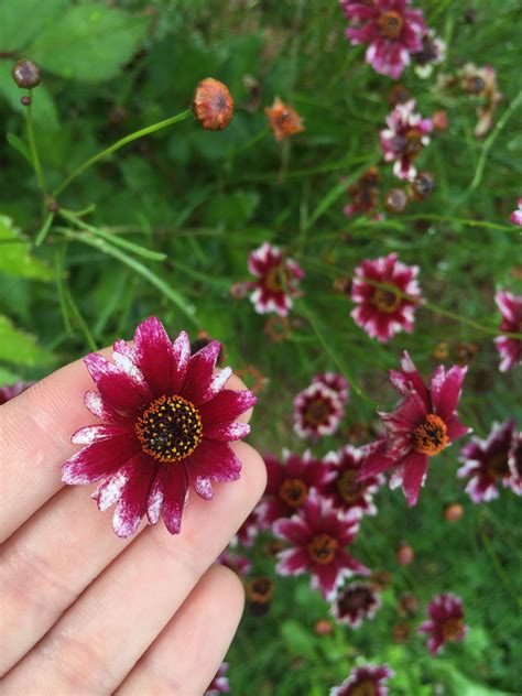 Tickseed/ Coreopsis | Tickseed coreopsis, Tickseed, Flower beds