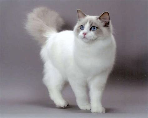 Best Cat Breed For House