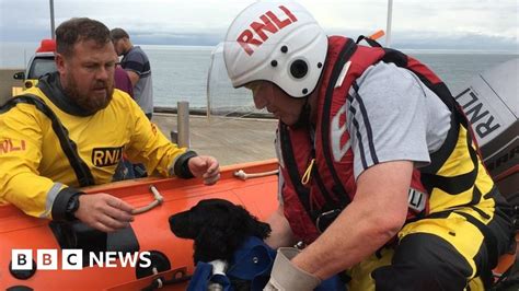 Llandudno Dog Rescued After Falling From Cliff