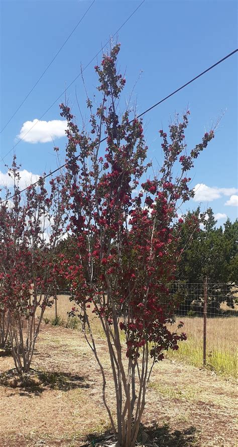 Dynamite Crape Myrtle (Lagerstroemia indica ‘Whit II’) | LAWNS Tree Farm