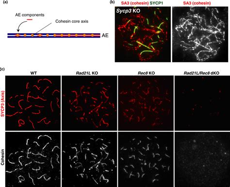 The Cohesin Complex In Mammalian Meiosis Ishiguro Genes To