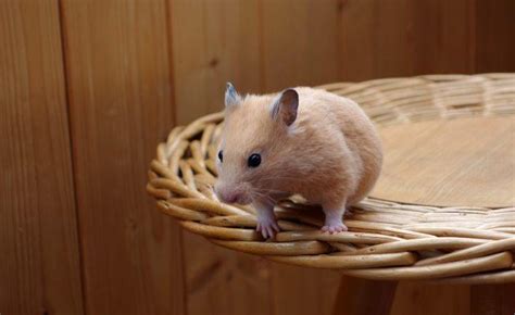 Why Do Hamsters Hiss Find Out Here All Animals Guide