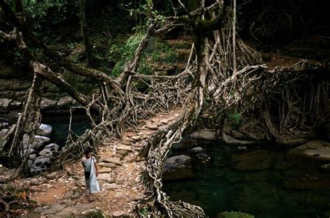 Living Tree Bridge - Cherrapunji, India | Places to see, Natural bridge, Natural architecture