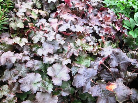 Heuchera Purple Palace Plants For Spaces