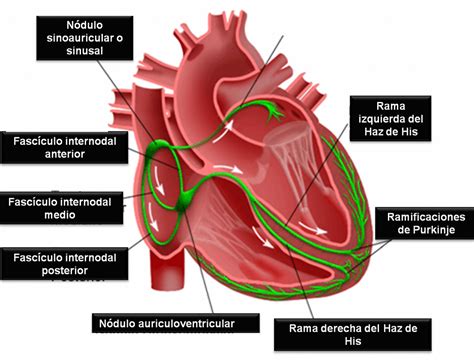 Carencia Arriesgado Mano Nodulo Sino Auricular Abrasivo D Nde Aislante