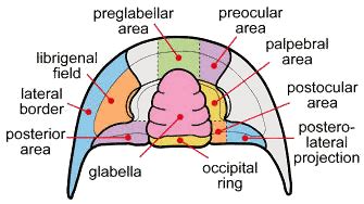 Trilobite Cephalon