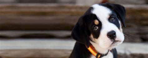 Bernese Mountain Dog Bulldog Mix