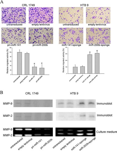 Modulation Of Expression Of Mirna Or Mirna B In Crl And