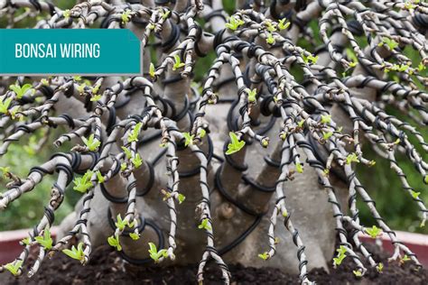 Bonsai Wiring