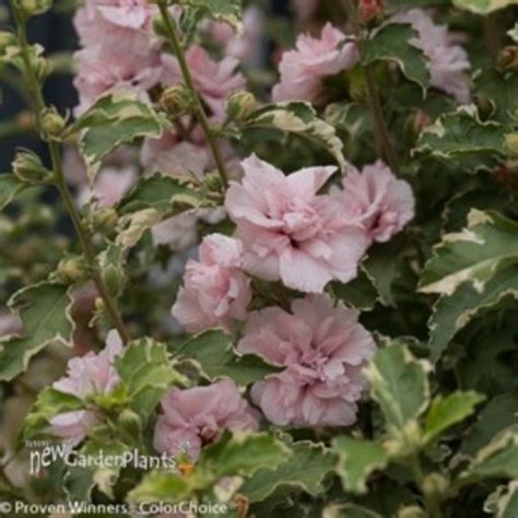 Hibiscus Sugar Tip Rose Of Sharon New Garden Plants