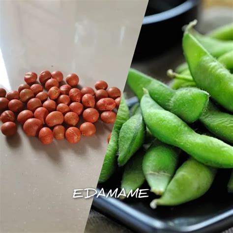 Butir Biji Benih Kacang Kedelai Edamame Lazada Indonesia