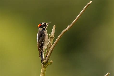 Downy Woodpecker Tony Spane Flickr