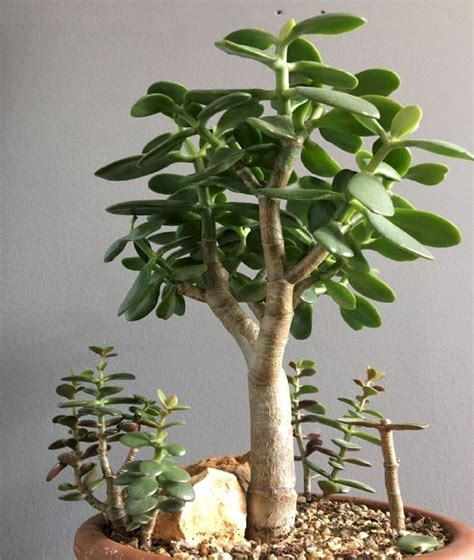 Cómo Hacer Florecer un Árbol de Jade para atraer la Suerte en Nuestros