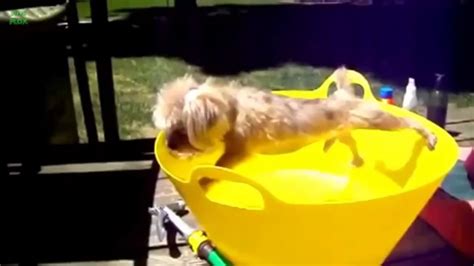 Compilation De Chiens Marrants Vid O Dailymotion