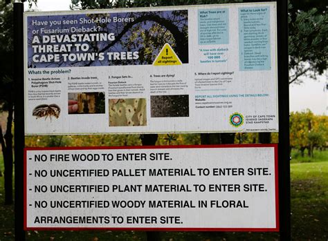 UPDATE: POLYPHAGOUS SHOT-HOLE BORER BEETLE (PSHB) - Hortgro