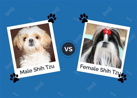 Female Shih Tzu For Free - ViassildNews