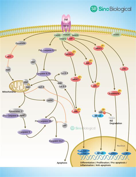 Tnf Signaling Pathway Sino Biological