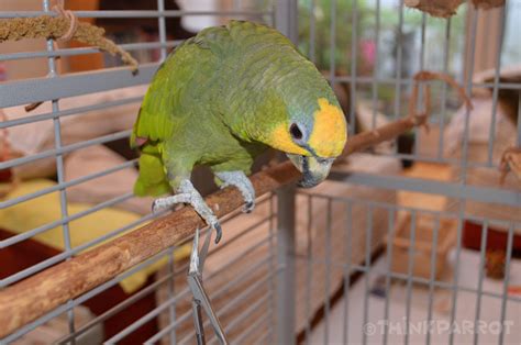 How To Trim Your Parrots Nails Thinkparrot