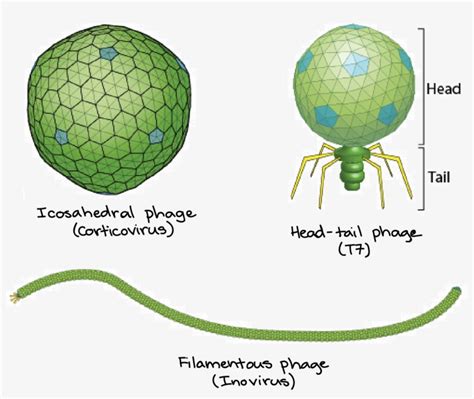icosahedral phage head tail phage  filamentous  transparent
