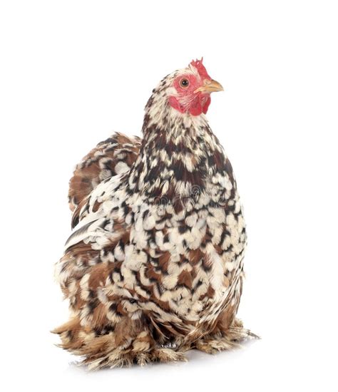 Pekin Bantam Chicken Stock Photo Image Of Dwarf Chicken 29758792