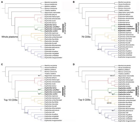 Frontiers Plastome Evolution In The Hyperdiverse Genus Euphorbia