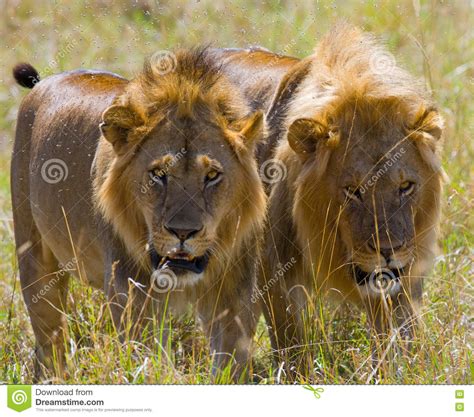 Dos Leones Masculinos Grandes En La Caza Parque Nacional Kenia Tanzania