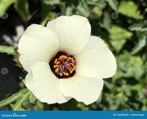 Flower Of An Hour Hibiscus Trionum Bladder Hibiscus Bladder Ketmia