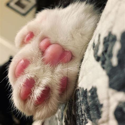 Toe Beans Teddy Bear With Bonus Bean Polydactyl Cat Catsofinstagram