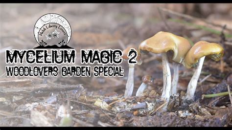 Mycelium Magic Wavy Caps Psilocybe Cyanescens Youtube