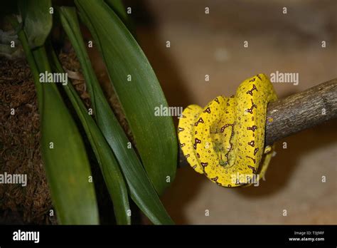 Grüner Baumpython Green Tree Python Morelia viridis Stock Photo Alamy