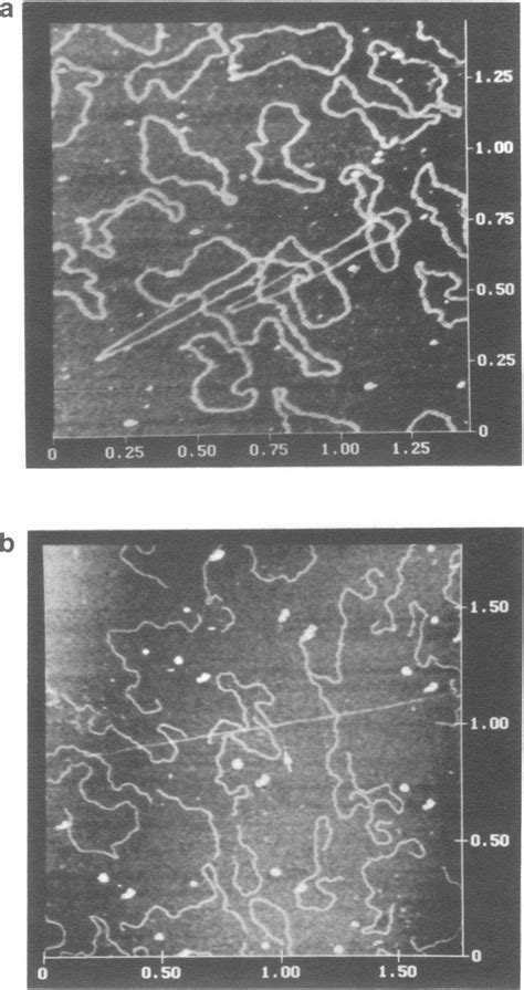 Tapping Mode AFM Images Of PBS Plasmid DNA Prepared By Critical Point