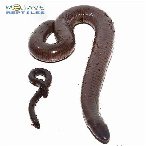 ADULT GIANT MEXICAN CAECILIANS FOR SALE - Reptiles for sale