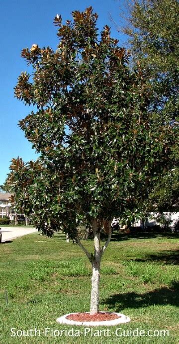 Dwarf Magnolia Tree Types