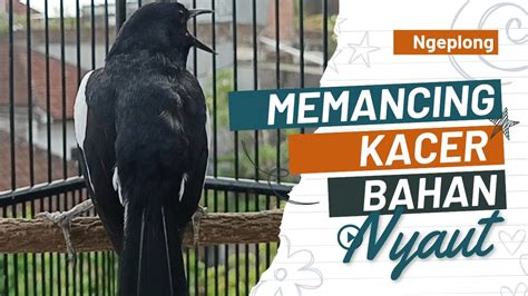 Awalan Suara Kacer Gacor Ngeplong Buat Pancingan Kacer Bahan Langsung