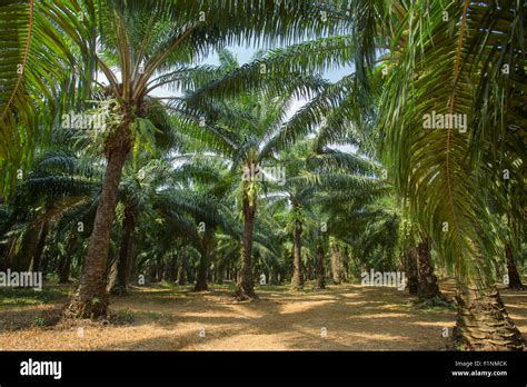 Palm Oil Tree Plantations Thailand Hi Res Stock Photography And Images