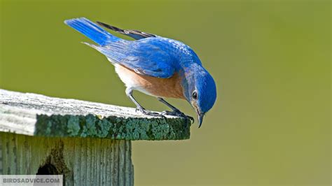 How To Attract Bluebirds To Your Yard 20 Helpful Tips