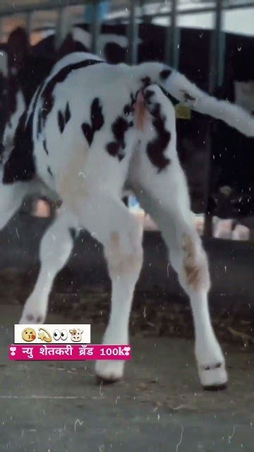 🔥🐮brandshetkari95k ️🐄🐃🔝 रॉयल दूध उत्पादक शेतकरी 👑आम्ही दूध उत्पादक