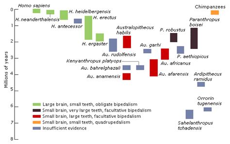 Evolution -- Transitional Hominids