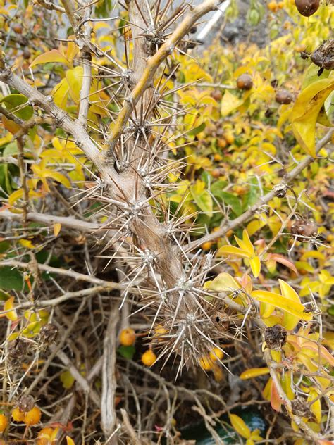 Barbados Gooseberry Big Island Invasive Species Committee Biisc