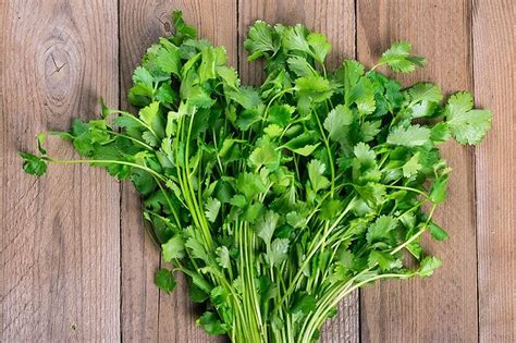 Por Qué El Cilantro Sabe A Jabón Y Otros Fenómenos Alimenticios