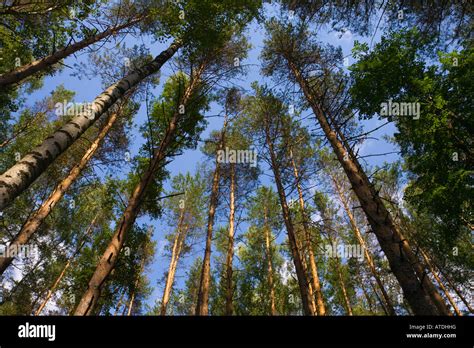 Tall Pine Trees Stock Photo Alamy