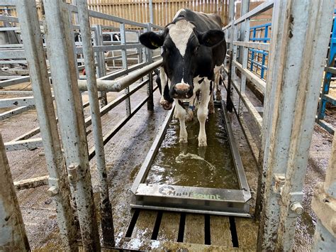 Standard Footbath Dairyflow