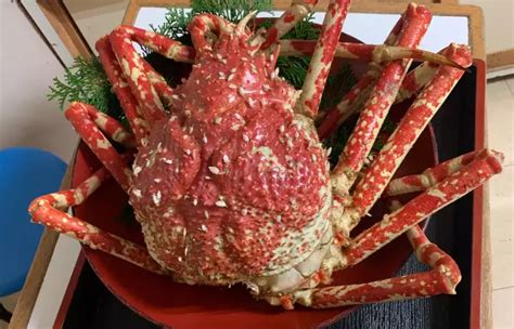 Spider Crab Cooked