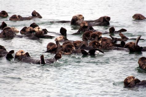 File:Sea otters at moss landing.jpg - Wikipedia