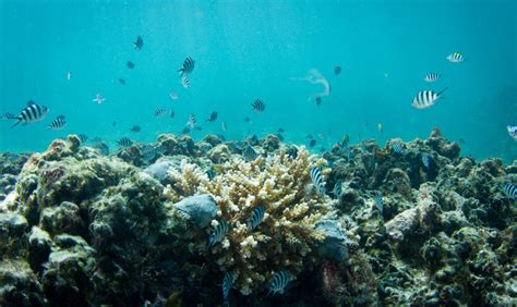 Rebuilding The Coral Reef In Seychelles Constance Hotels And Resorts